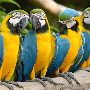 Birds