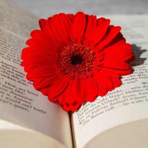 a book 3259352