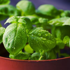 basil 932079