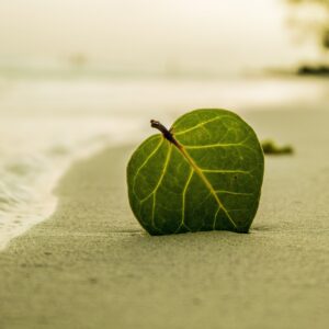 beach 394503