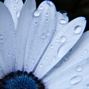 chrysanthemums 5314799