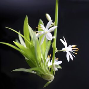 green lily 8478514