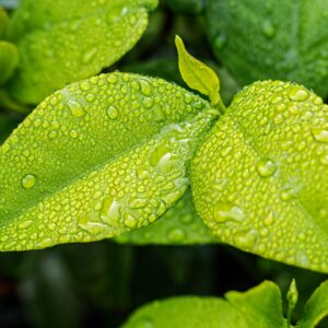 leaf 1001679