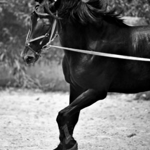 Wild Life and Animals