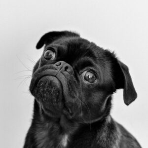 pexels charlesdeluvio 1851164