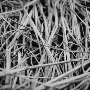 pexels matej 117839 1024682 copy